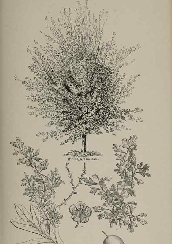 Reproducción/Reproduction 6918240120: Arboretum et fruticetum britannicum, or :. London :J.C. Loudon,1844.