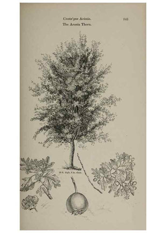 Reproducción/Reproduction 6918240528: Arboretum et fruticetum britannicum, or :. London :J.C. Loudon,1844.