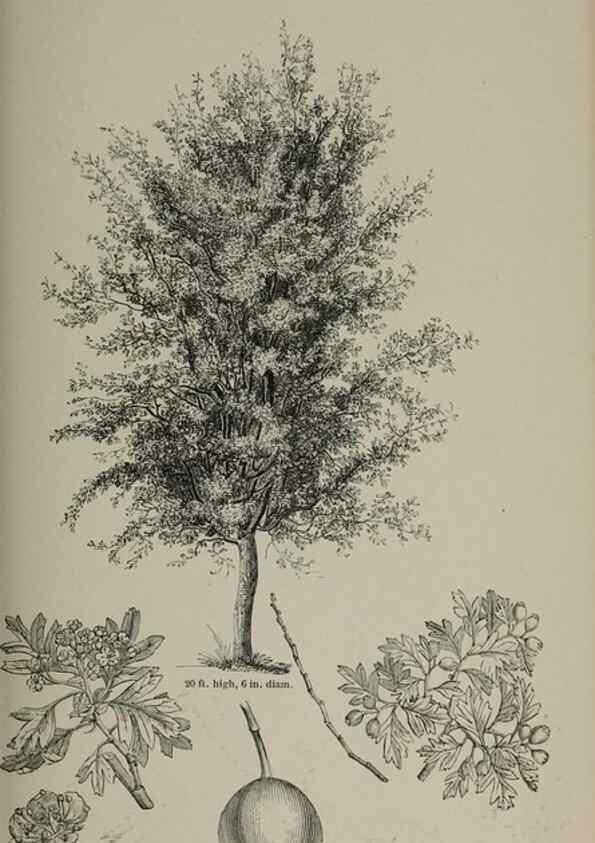 Reproducción/Reproduction 6918240528: Arboretum et fruticetum britannicum, or :. London :J.C. Loudon,1844.