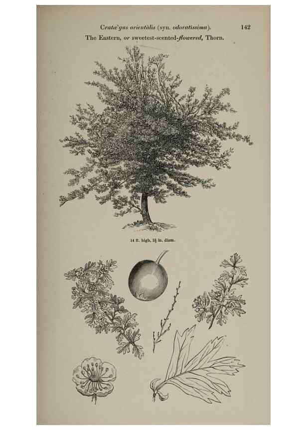 Reproducción/Reproduction 7064318781: Arboretum et fruticetum britannicum, or :. London :J.C. Loudon,1844.