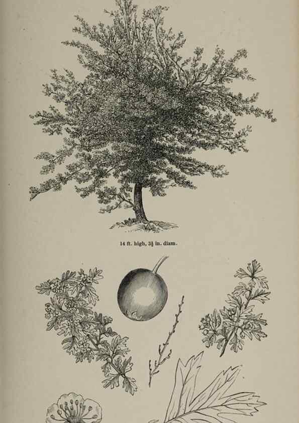 Reproducción/Reproduction 7064318781: Arboretum et fruticetum britannicum, or :. London :J.C. Loudon,1844.
