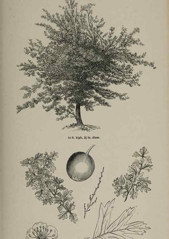 Reproducción/Reproduction 7064318781: Arboretum et fruticetum britannicum, or :. London :J.C. Loudon,1844.