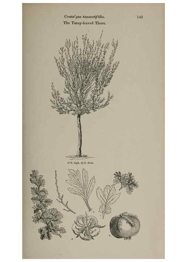 Reproducción/Reproduction 6918241442: Arboretum et fruticetum britannicum, or :. London :J.C. Loudon,1844.