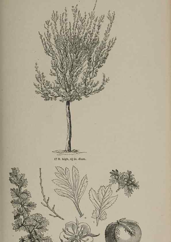Reproducción/Reproduction 6918241442: Arboretum et fruticetum britannicum, or :. London :J.C. Loudon,1844.