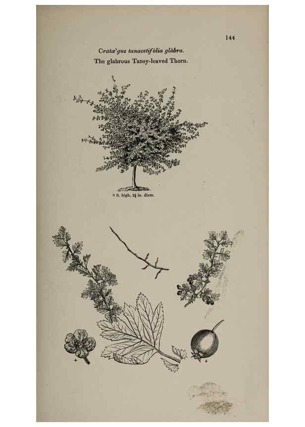 Reproducción/Reproduction 7064319955: Arboretum et fruticetum britannicum, or :. London :J.C. Loudon,1844.