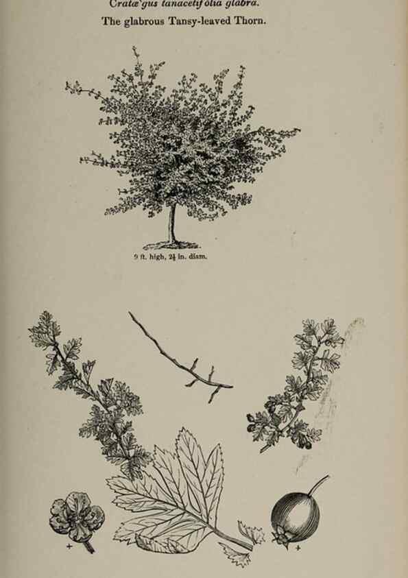 Reproducción/Reproduction 7064319955: Arboretum et fruticetum britannicum, or :. London :J.C. Loudon,1844.