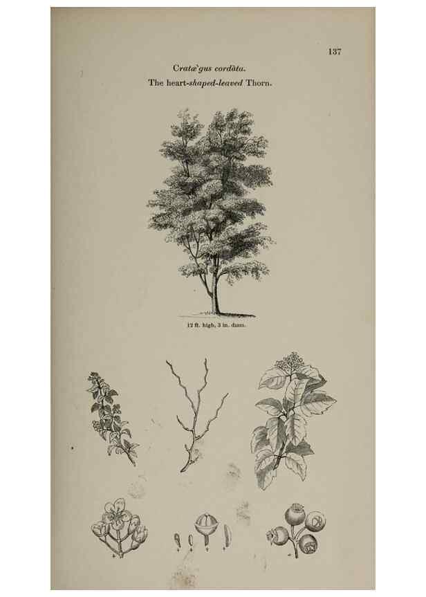 Reproducción/Reproduction 6918236980: Arboretum et fruticetum britannicum, or :. London :J.C. Loudon,1844.