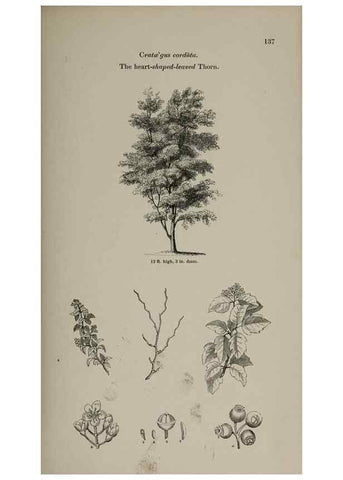 Reproducción/Reproduction 6918236980: Arboretum et fruticetum britannicum, or :. London :J.C. Loudon,1844.