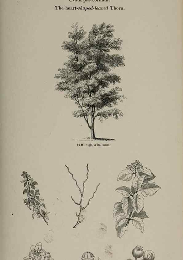 Reproducción/Reproduction 6918236980: Arboretum et fruticetum britannicum, or :. London :J.C. Loudon,1844.