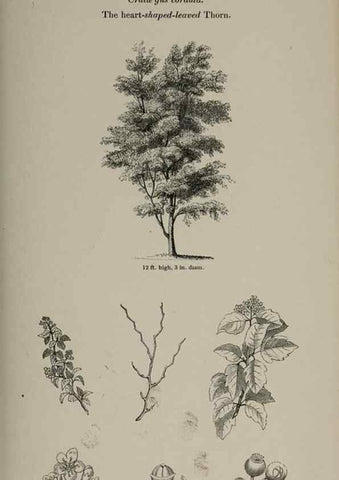 Reproducción/Reproduction 6918236980: Arboretum et fruticetum britannicum, or :. London :J.C. Loudon,1844.