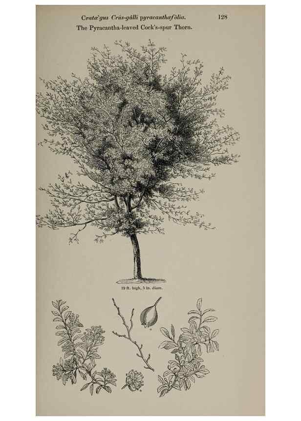 Reproducción/Reproduction 7064311165: Arboretum et fruticetum britannicum, or :. London :J.C. Loudon,1844.