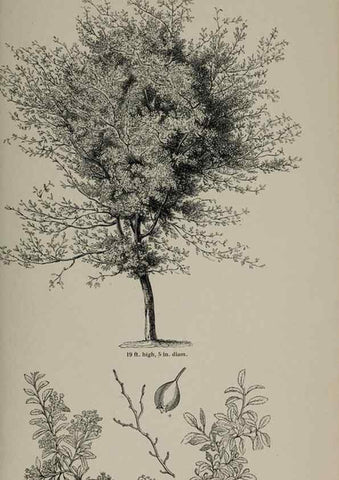Reproducción/Reproduction 7064311165: Arboretum et fruticetum britannicum, or :. London :J.C. Loudon,1844.