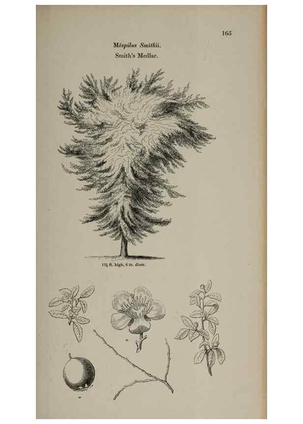 Reproducción/Reproduction 7064332017: Arboretum et fruticetum britannicum, or :. London :J.C. Loudon,1844.