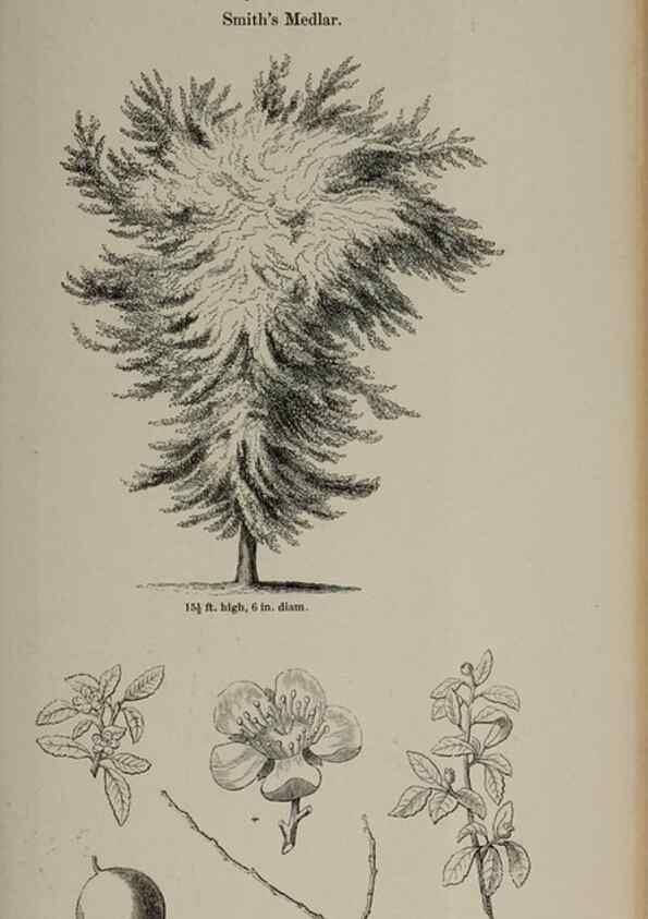 Reproducción/Reproduction 7064332017: Arboretum et fruticetum britannicum, or :. London :J.C. Loudon,1844.