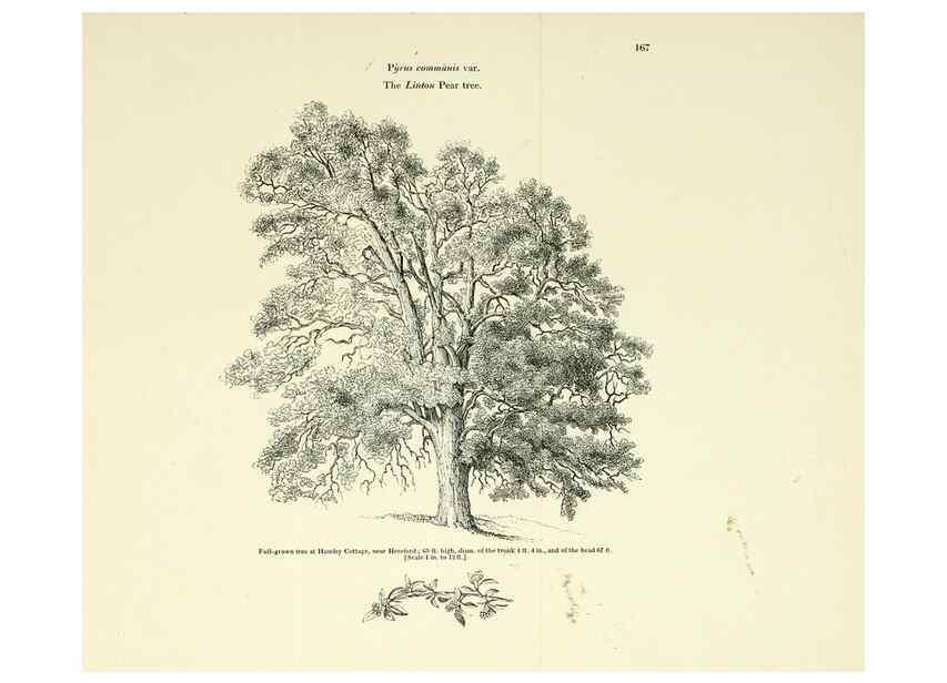 Reproducción/Reproduction 6918255054: Arboretum et fruticetum britannicum, or :. London :J.C. Loudon,1844.