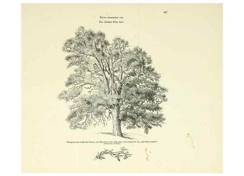 Reproducción/Reproduction 6918255054: Arboretum et fruticetum britannicum, or :. London :J.C. Loudon,1844.