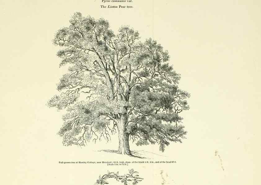 Reproducción/Reproduction 6918255054: Arboretum et fruticetum britannicum, or :. London :J.C. Loudon,1844.