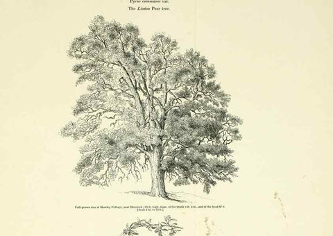 Reproducción/Reproduction 6918255054: Arboretum et fruticetum britannicum, or :. London :J.C. Loudon,1844.