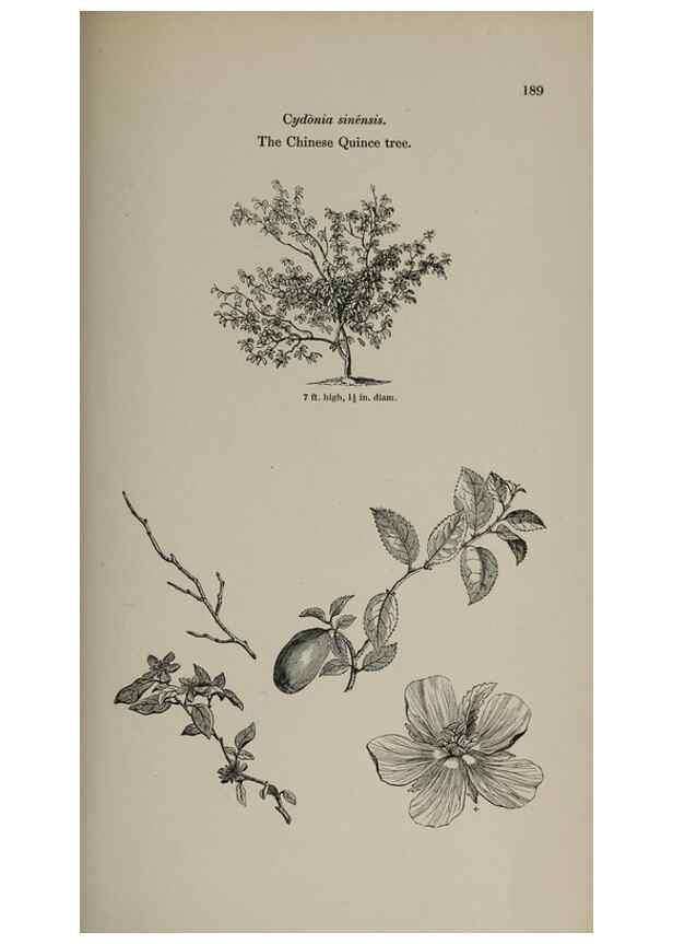 Reproducción/Reproduction 7064344527: Arboretum et fruticetum britannicum, or :. London :J.C. Loudon,1844.