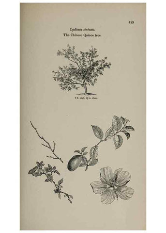 Reproducción/Reproduction 7064344527: Arboretum et fruticetum britannicum, or :. London :J.C. Loudon,1844.
