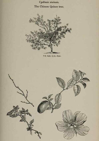 Reproducción/Reproduction 7064344527: Arboretum et fruticetum britannicum, or :. London :J.C. Loudon,1844.