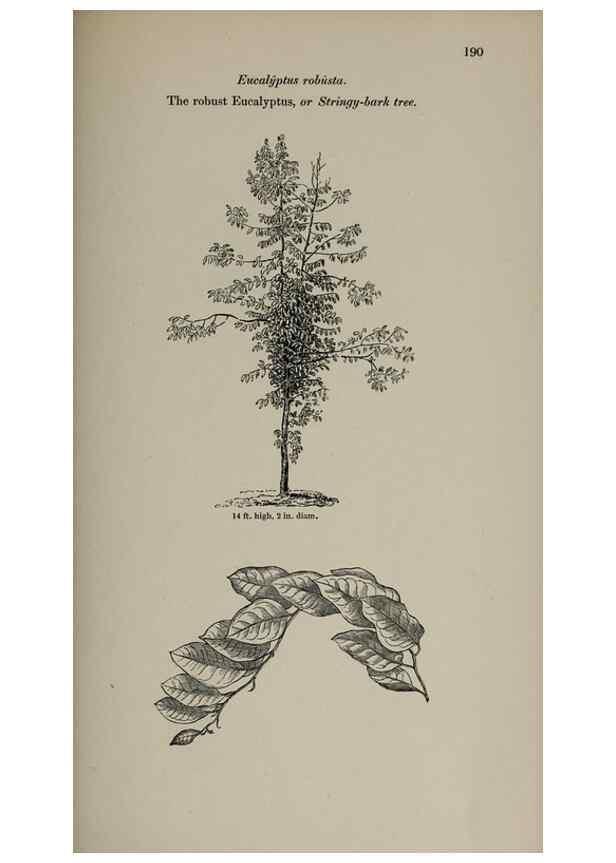 Reproducción/Reproduction 6918266874: Arboretum et fruticetum britannicum, or :. London :J.C. Loudon,1844.