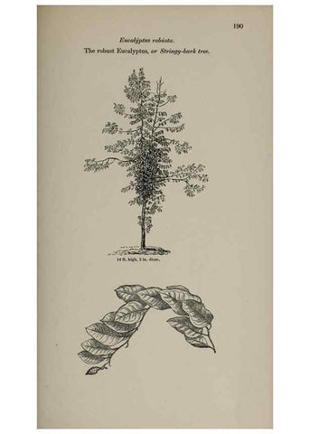 Reproducción/Reproduction 6918266874: Arboretum et fruticetum britannicum, or :. London :J.C. Loudon,1844.