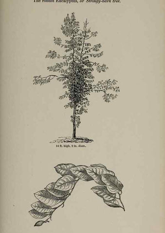 Reproducción/Reproduction 6918266874: Arboretum et fruticetum britannicum, or :. London :J.C. Loudon,1844.
