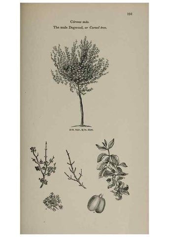 Reproducción/Reproduction 6918267252: Arboretum et fruticetum britannicum, or :. London :J.C. Loudon,1844.