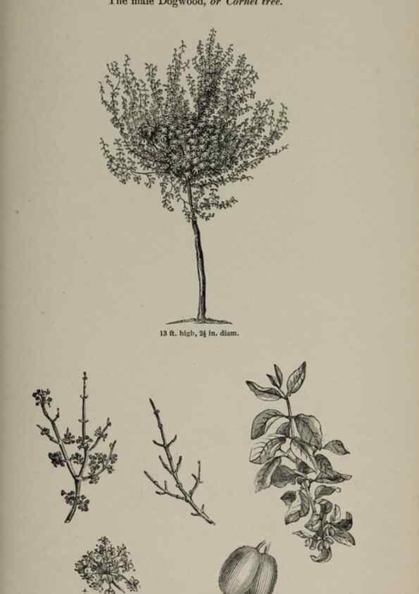 Reproducción/Reproduction 6918267252: Arboretum et fruticetum britannicum, or :. London :J.C. Loudon,1844.