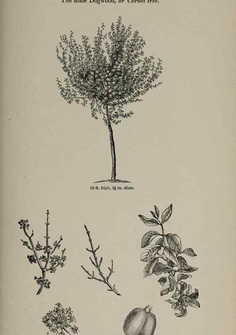 Reproducción/Reproduction 6918267252: Arboretum et fruticetum britannicum, or :. London :J.C. Loudon,1844.