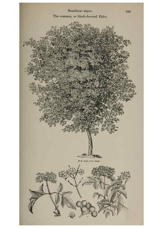 Reproducción/Reproduction 7064345677: Arboretum et fruticetum britannicum, or :. London :J.C. Loudon,1844.