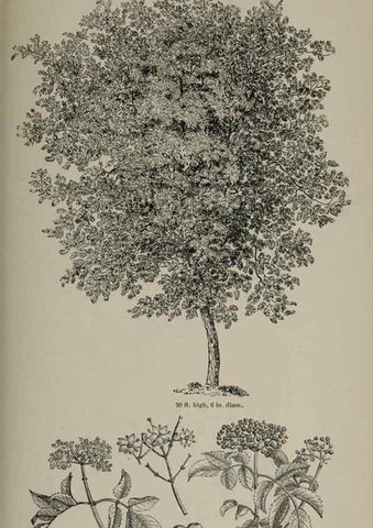 Reproducción/Reproduction 7064345677: Arboretum et fruticetum britannicum, or :. London :J.C. Loudon,1844.