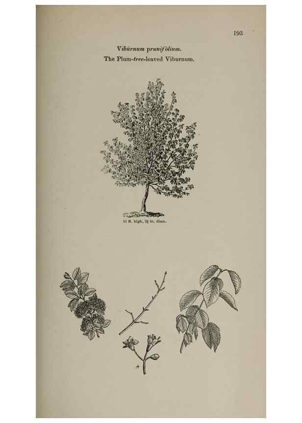 Reproducción/Reproduction 7064346091: Arboretum et fruticetum britannicum, or :. London :J.C. Loudon,1844.