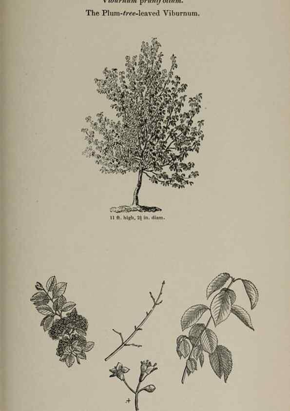 Reproducción/Reproduction 7064346091: Arboretum et fruticetum britannicum, or :. London :J.C. Loudon,1844.