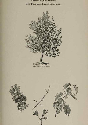 Reproducción/Reproduction 7064346091: Arboretum et fruticetum britannicum, or :. London :J.C. Loudon,1844.