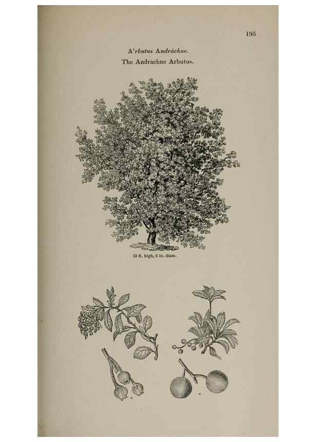 Reproducción/Reproduction 7064347223: Arboretum et fruticetum britannicum, or :. London :J.C. Loudon,1844.