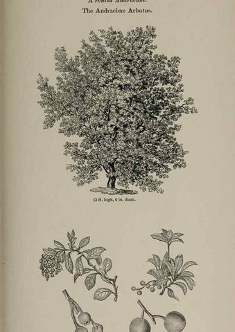 Reproducción/Reproduction 7064347223: Arboretum et fruticetum britannicum, or :. London :J.C. Loudon,1844.