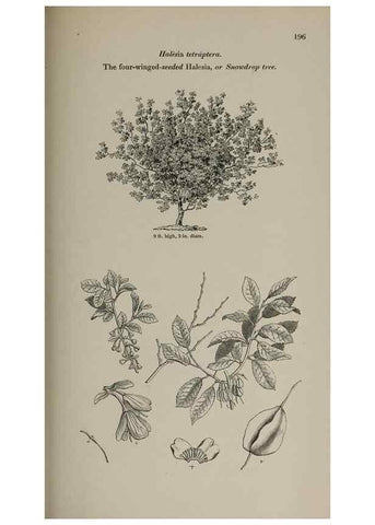 Reproducción/Reproduction 6918269816: Arboretum et fruticetum britannicum, or :. London :J.C. Loudon,1844.