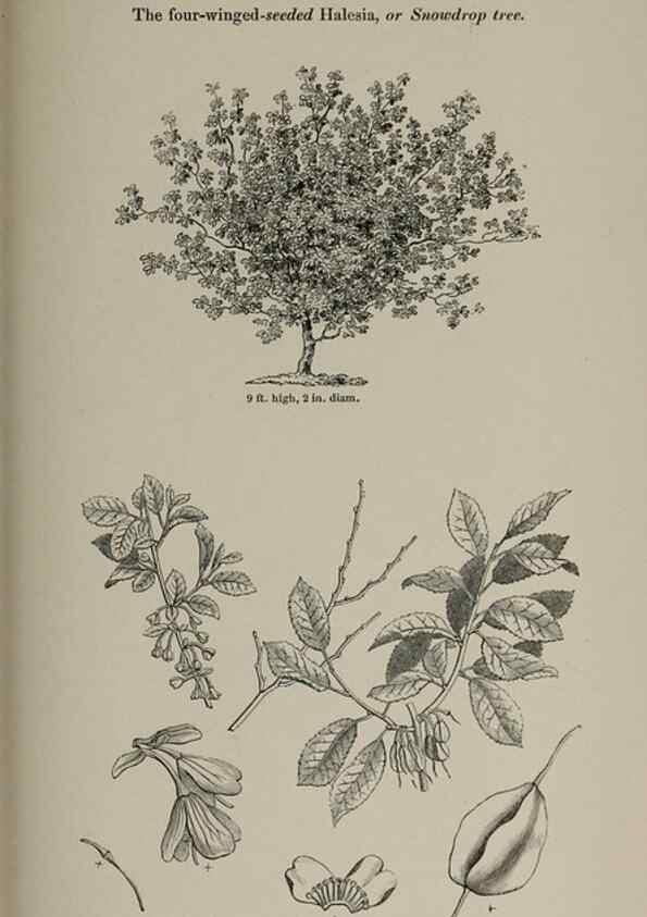 Reproducción/Reproduction 6918269816: Arboretum et fruticetum britannicum, or :. London :J.C. Loudon,1844.