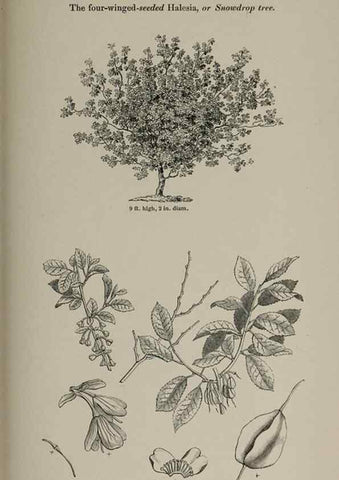 Reproducción/Reproduction 6918269816: Arboretum et fruticetum britannicum, or :. London :J.C. Loudon,1844.