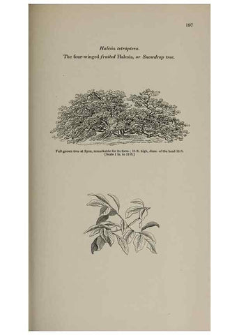 Reproducción/Reproduction 6918270310: Arboretum et fruticetum britannicum, or :. London :J.C. Loudon,1844.
