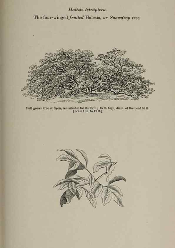 Reproducción/Reproduction 6918270310: Arboretum et fruticetum britannicum, or :. London :J.C. Loudon,1844.