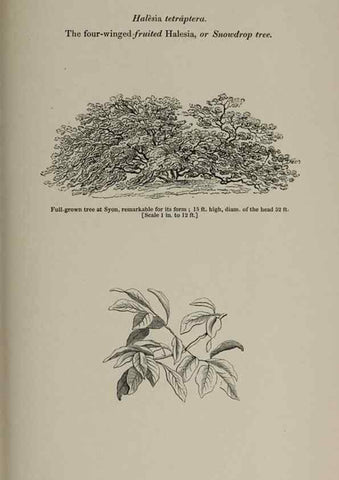 Reproducción/Reproduction 6918270310: Arboretum et fruticetum britannicum, or :. London :J.C. Loudon,1844.