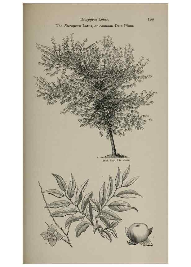 Reproducción/Reproduction 7064349267: Arboretum et fruticetum britannicum, or :. London :J.C. Loudon,1844.
