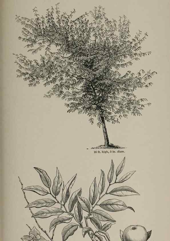 Reproducción/Reproduction 7064349267: Arboretum et fruticetum britannicum, or :. London :J.C. Loudon,1844.