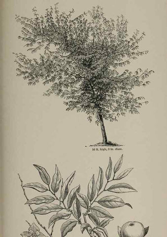 Reproducción/Reproduction 7064349267: Arboretum et fruticetum britannicum, or :. London :J.C. Loudon,1844.