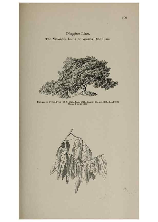 Reproducción/Reproduction 7064349667: Arboretum et fruticetum britannicum, or :. London :J.C. Loudon,1844.