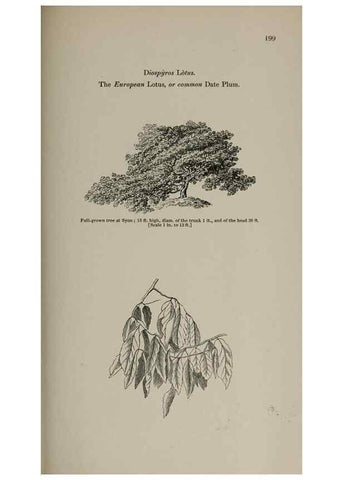 Reproducción/Reproduction 7064349667: Arboretum et fruticetum britannicum, or :. London :J.C. Loudon,1844.