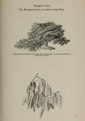 Reproducción/Reproduction 7064349667: Arboretum et fruticetum britannicum, or :. London :J.C. Loudon,1844.